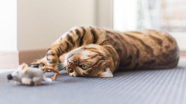 Raças de gatos brincalhões - Por que algumas raças de gatos são mais brincalhões e acrobáticos que outras?