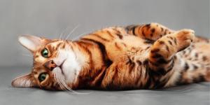 Raças de gatos brincalhões