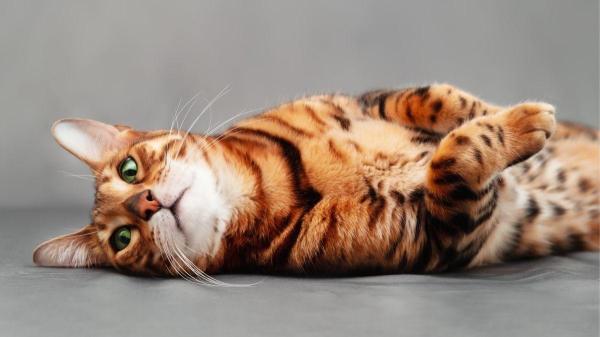 Raças de gatos brincalhões