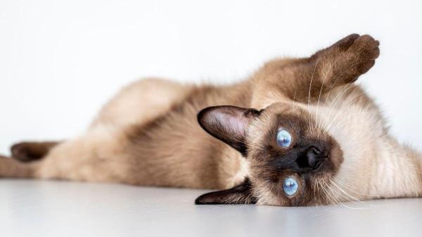 Raças de gatos brincalhões - Siamês: o “tagarela” que rapidamente se torna o rei da casa