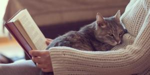 Como ganhar a confiança de um gato