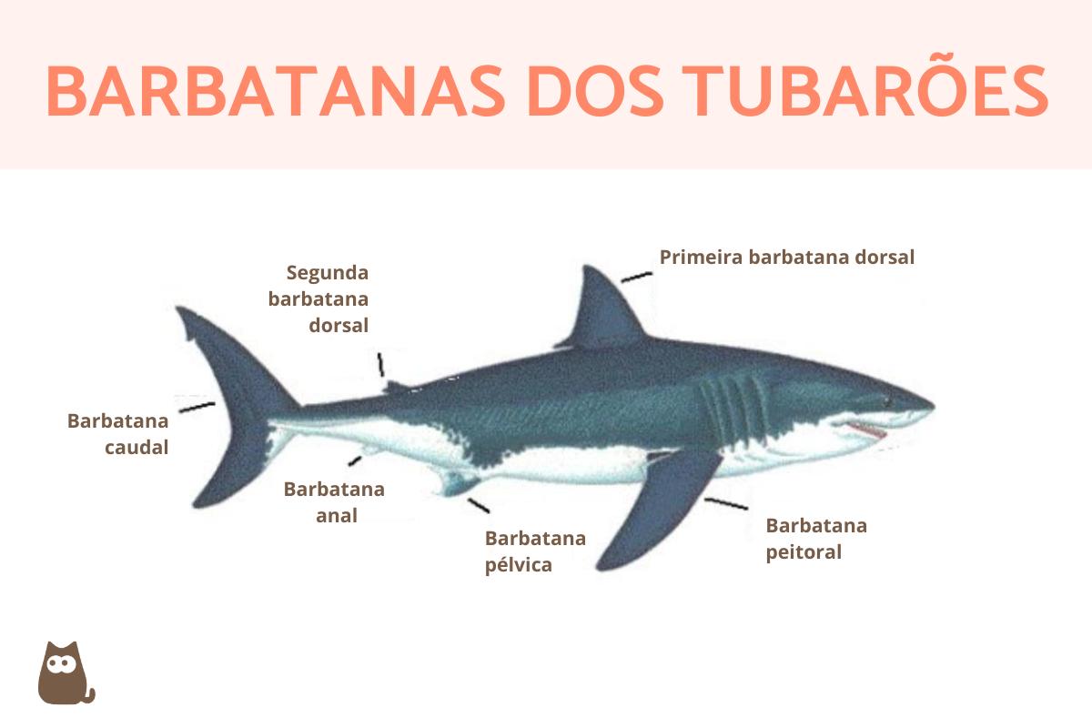 Quantas barbatanas um tubarão tem?