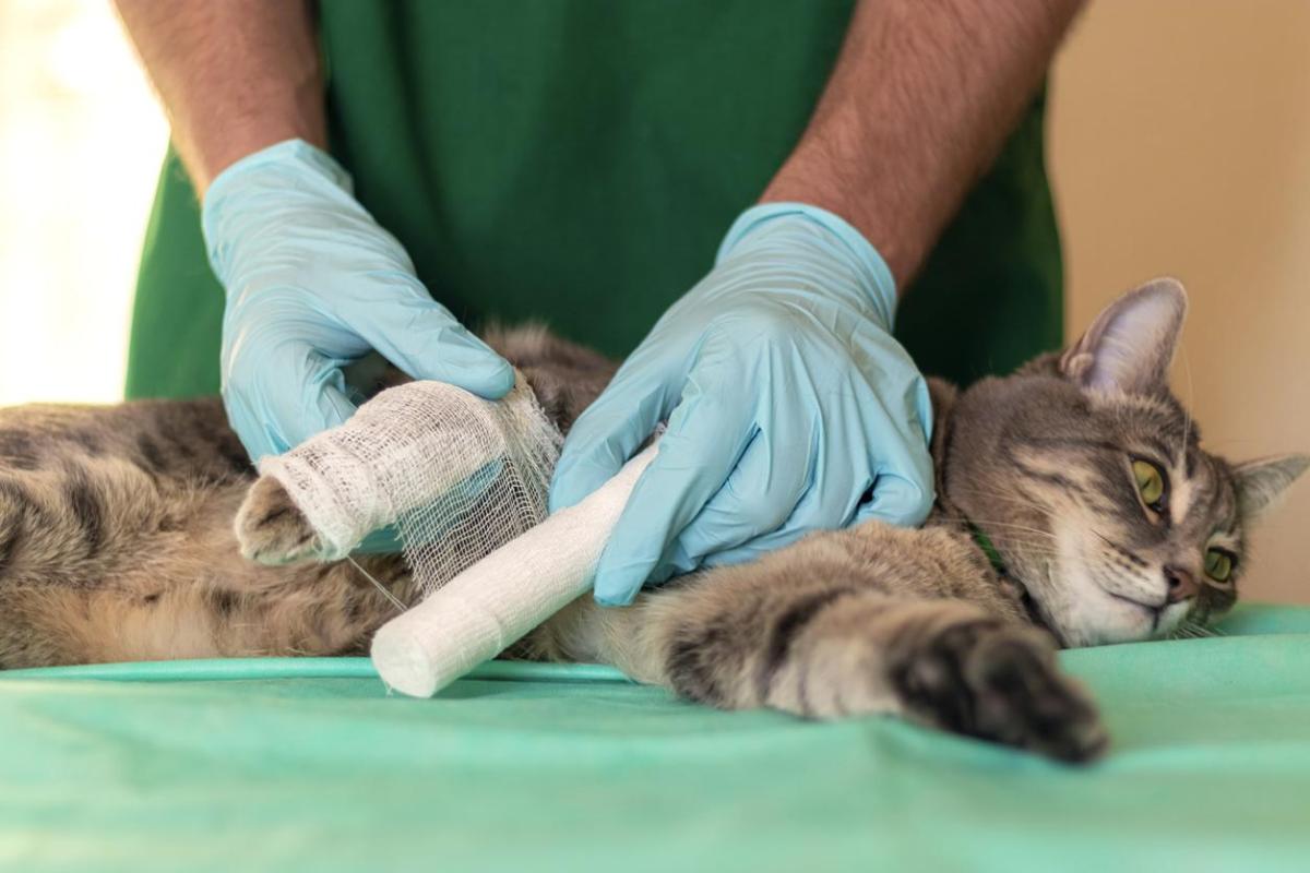 Pata do gato inchada - Causas e tratamentos