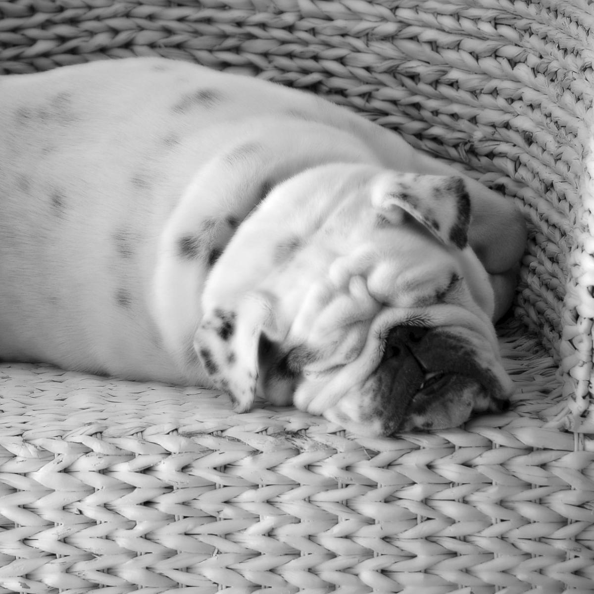 As raças de cachorros mais calmas