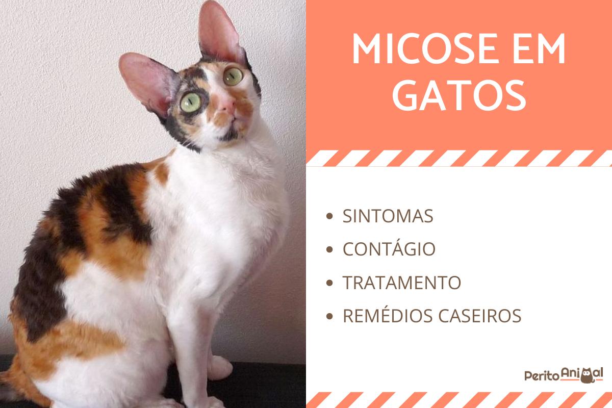 A micose em gatos - Contágio e tratamento