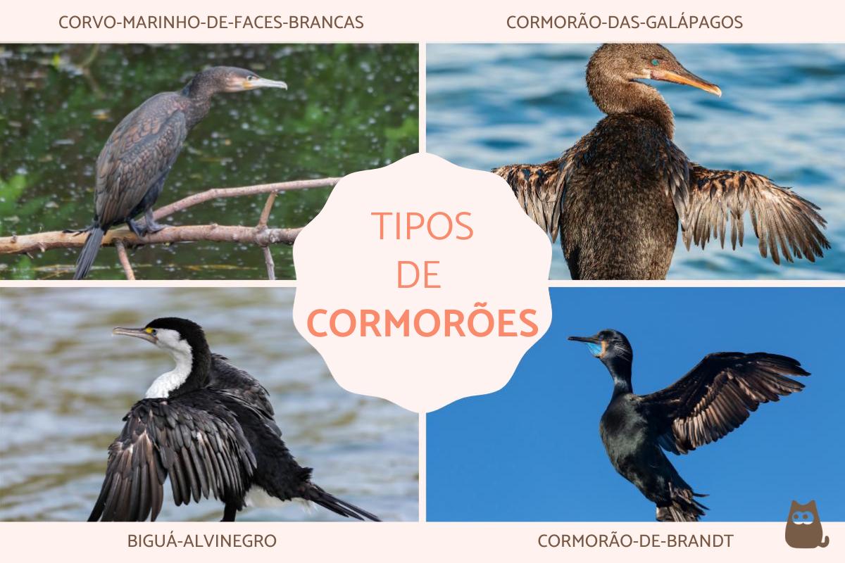 Cormorões: tipo e fotos
