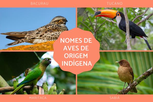 Nomes de animais de origem indígena - Nomes de animais de origem indígena: aves