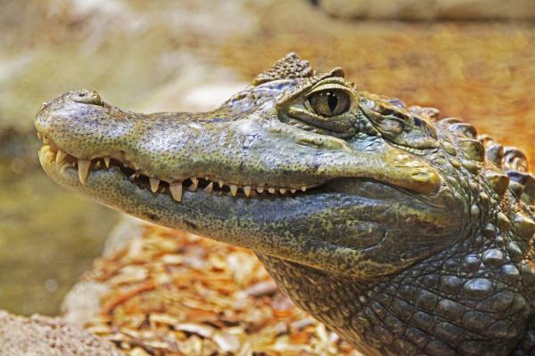 Nomes de animais de origem indígena - Nomes de animais de origem indígena: répteis e anfíbios