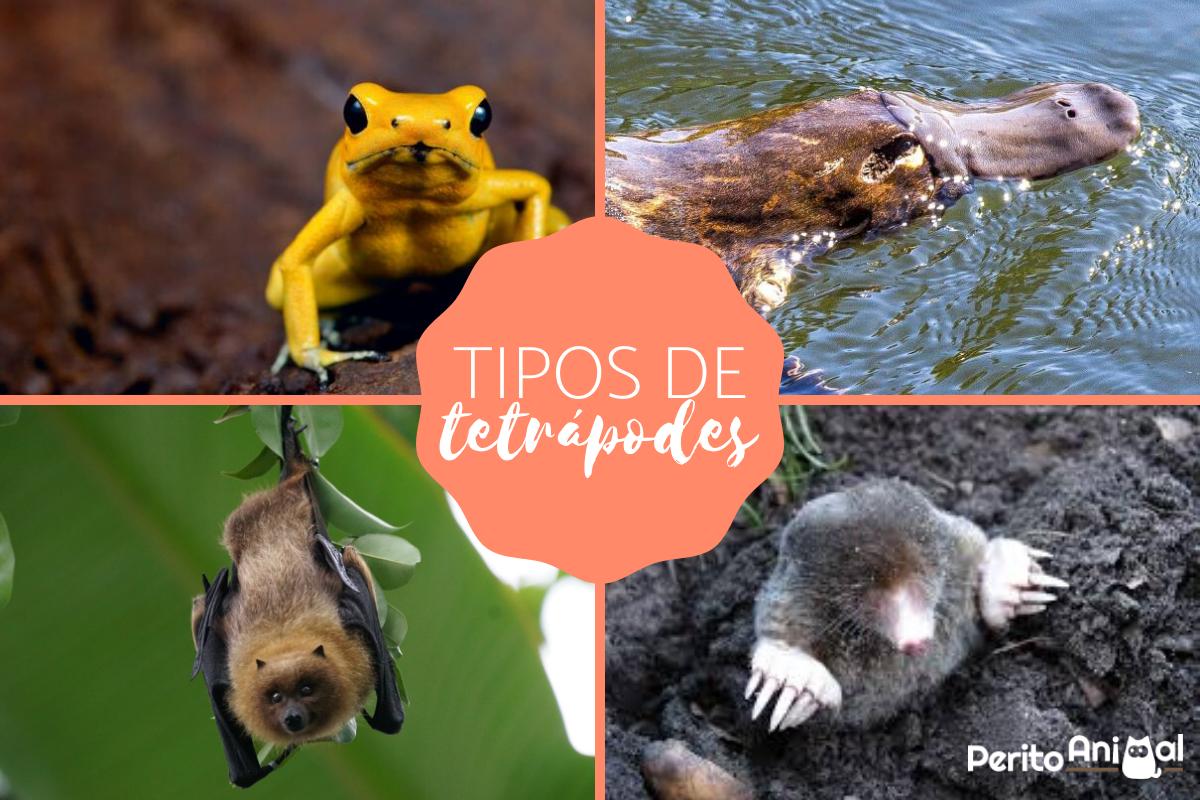 Tetrápodes - Definição, evolução, características e exemplos