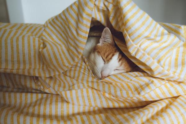 Pode cobrir gato para dormir? - Como cobrir gatos?