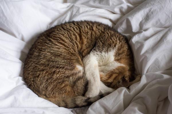 Pode cobrir gato para dormir? - Como posso saber se meu gato sente frio enquanto dorme?