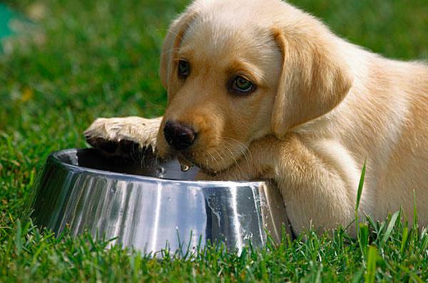 Quantidade de água que um cachorro deve beber por dia - O tipo de alimentação tem influência