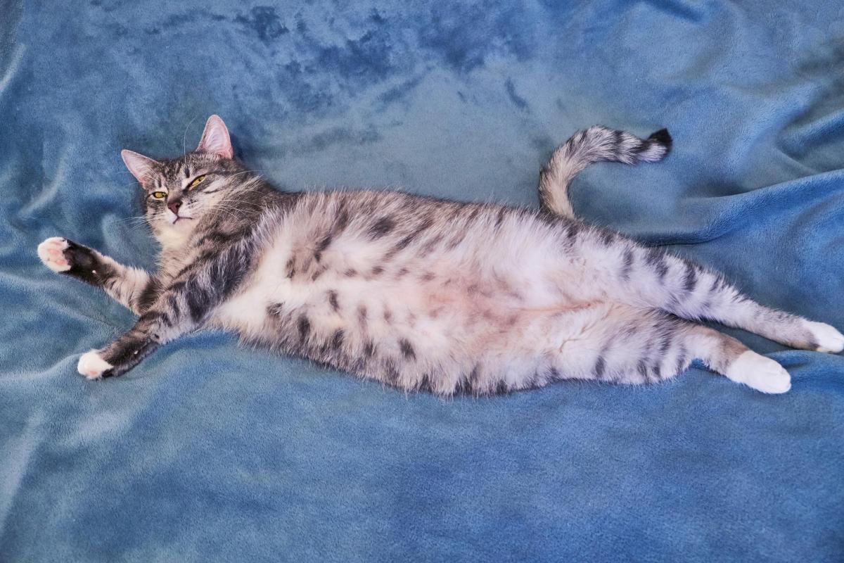 Os gatos têm umbigo?