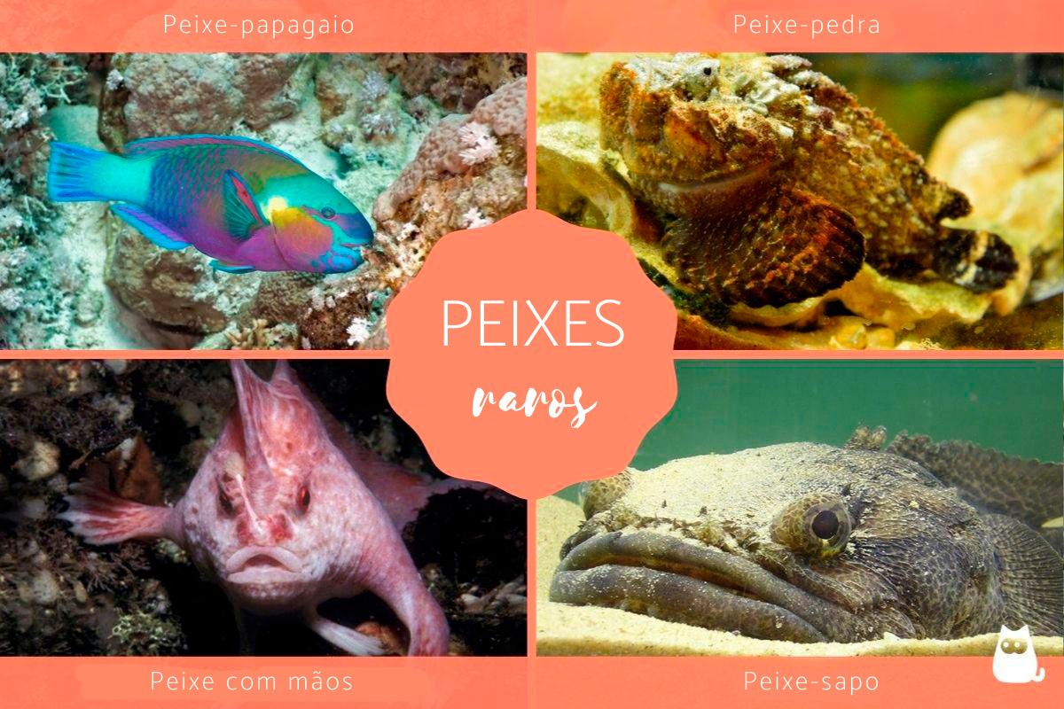 Os peixes mais raros do mundo