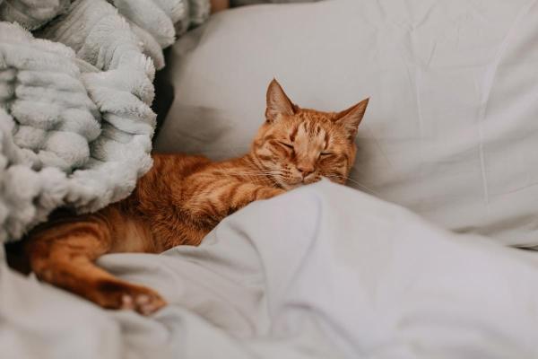 Pode cobrir gato para dormir?