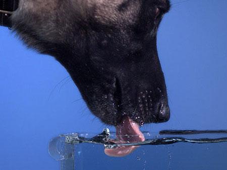 Quantidade de água que um cachorro deve beber por dia