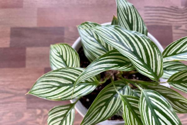 Plantas para gatos em apartamento - 10. Calathea