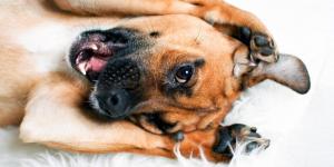 10 coisas que os cachorros amam