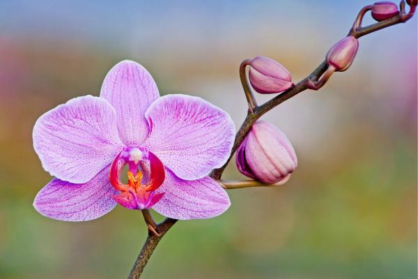 Plantas para gatos em apartamento - 1. Orquídea-borboleta