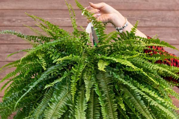 Plantas para gatos em apartamento - 2. Samambaia-americana