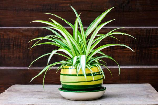 Plantas para gatos em apartamento - 3. Clorofito