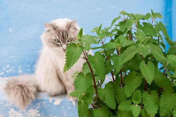 Plantas para gatos em apartamento - 4. Erva-dos-gatos ou catnip