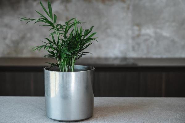 Plantas para gatos em apartamento - 6. Areca-bambu