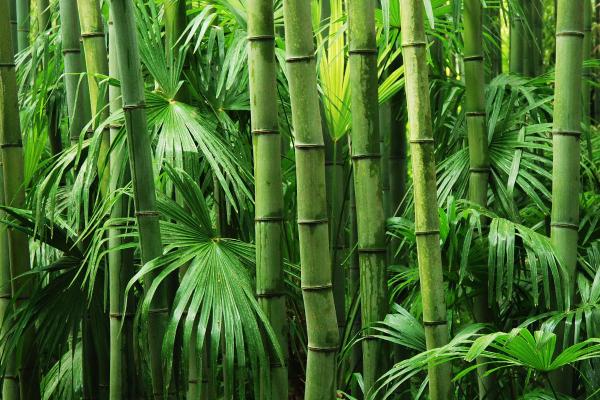 Plantas para gatos em apartamento - 7. Bambu (Phyllostachys ou Bambusa)