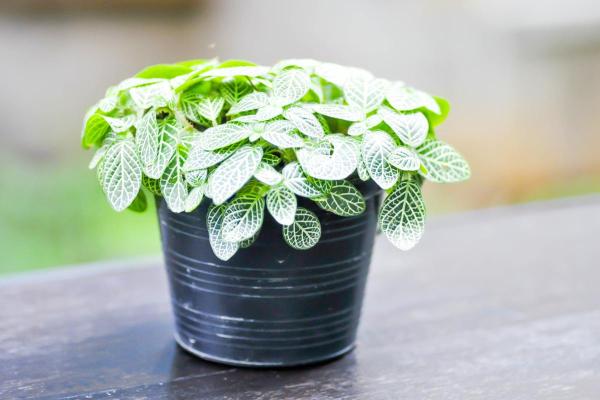 Plantas para gatos em apartamento - 8. Fitônia