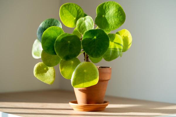 Plantas para gatos em apartamento - 9. Planta-chinesa-do-dinheiro
