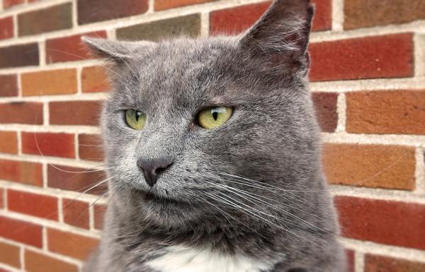 Remédio caseiro para cortar o cio da gata - Calmante para gato estressado