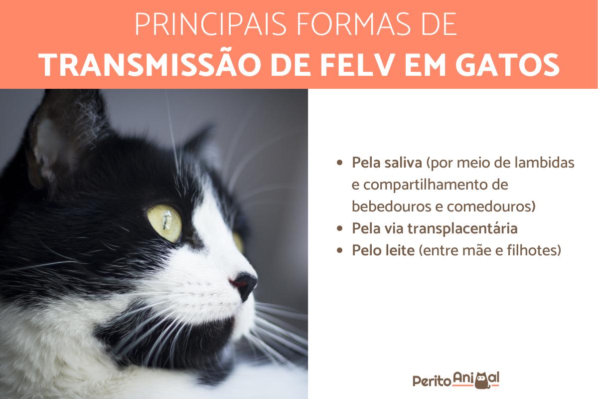 Gatos com FeLV podem conviver com outros gatos?