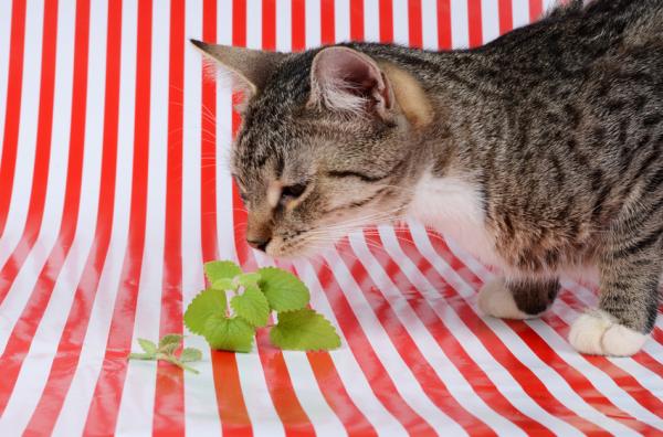 Remédio caseiro para cortar o cio da gata - Os melhores calmantes para gatos