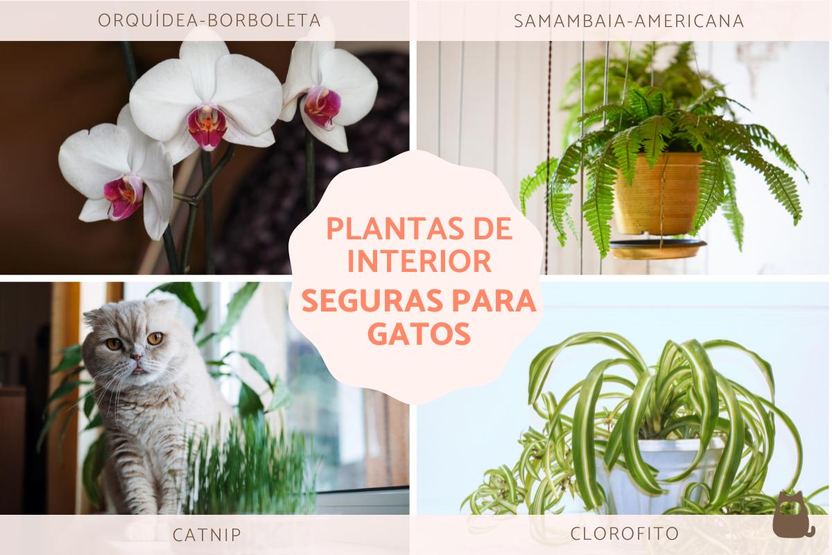 Plantas para gatos em apartamento