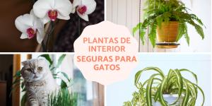 Plantas para gatos em apartamento