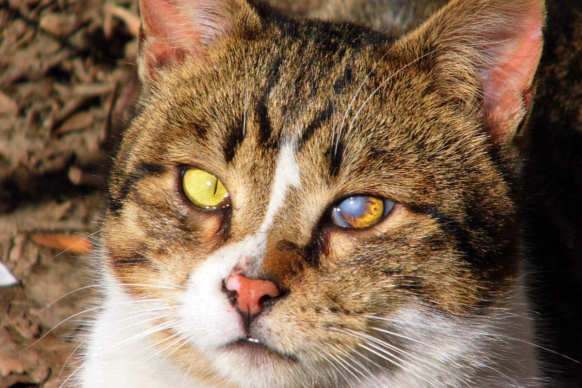 Gato cego pode voltar a enxergar?