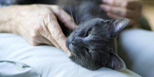 O que fazer quando o gato morre em casa?