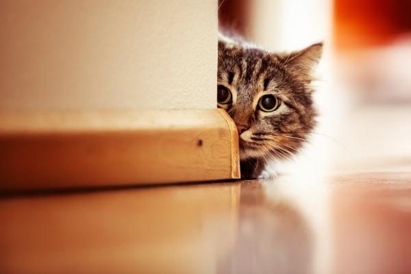 Porque meu gato me morde - Agressão ou mordida por medo