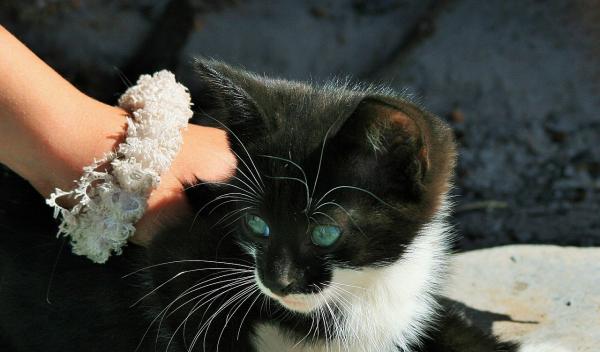 Porque meu gato me morde - Agressão porque já não quer ser acariciado