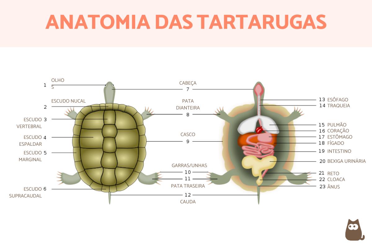 Anatomia das tartarugas