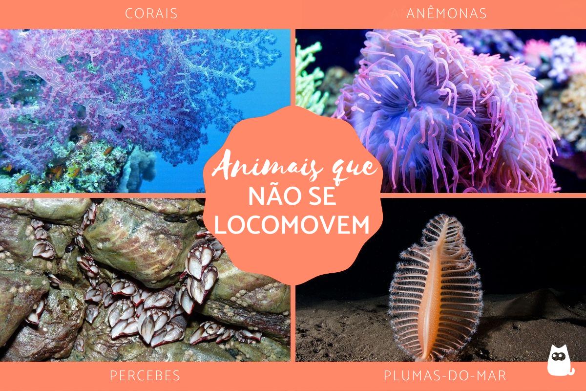Animais que não se locomovem