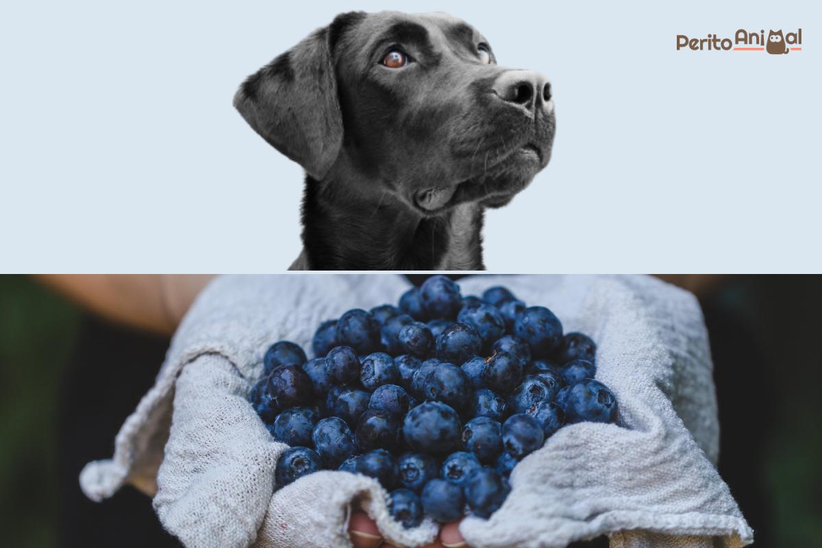 Cachorro pode comer mirtilo?