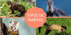 Marta – Tipos e características