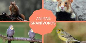 Animais granívoros - Tipos, alimentação e exemplos