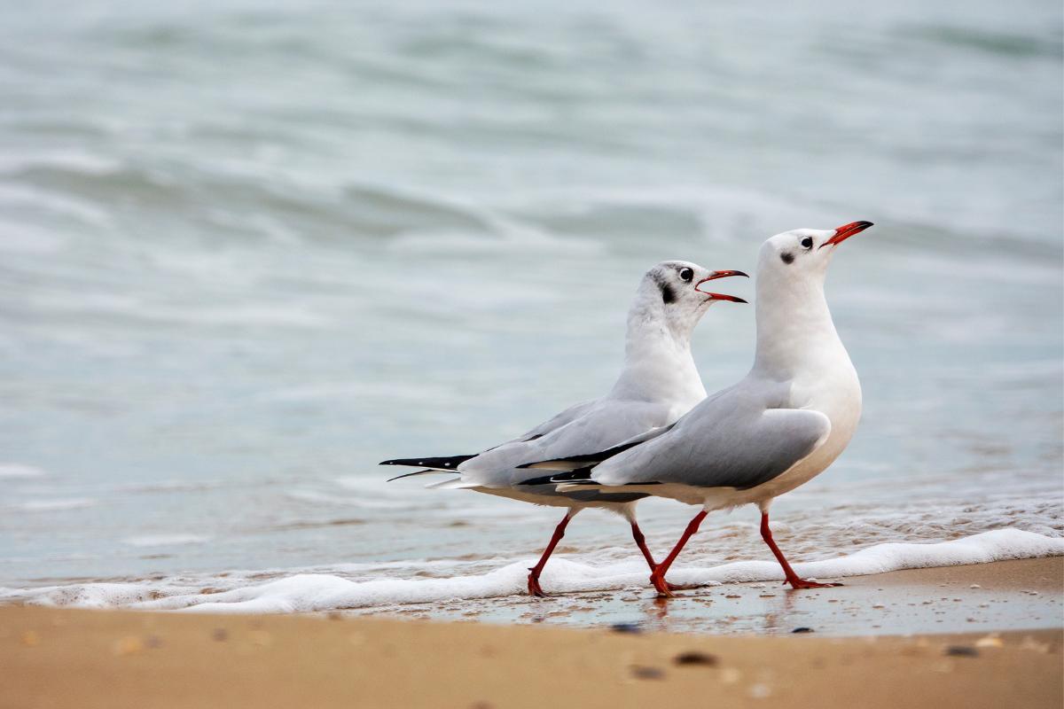 Quanto tempo vive uma gaivota?