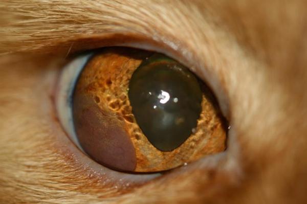Melanoma em gatos: prognóstico e tratamento - Sintomas de melanoma em gatos