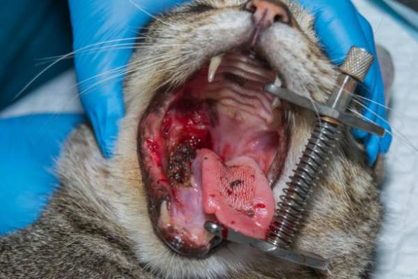 Melanoma em gatos: prognóstico e tratamento - Tratamento para melanoma em gatos