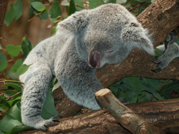 Animais com K - Nomes de espécies em português e inglês - Animais com a letra K em inglês