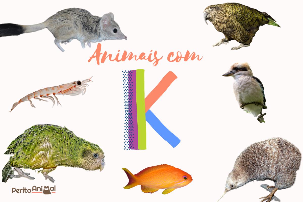 Animais com K - Nomes de espécies em português e inglês