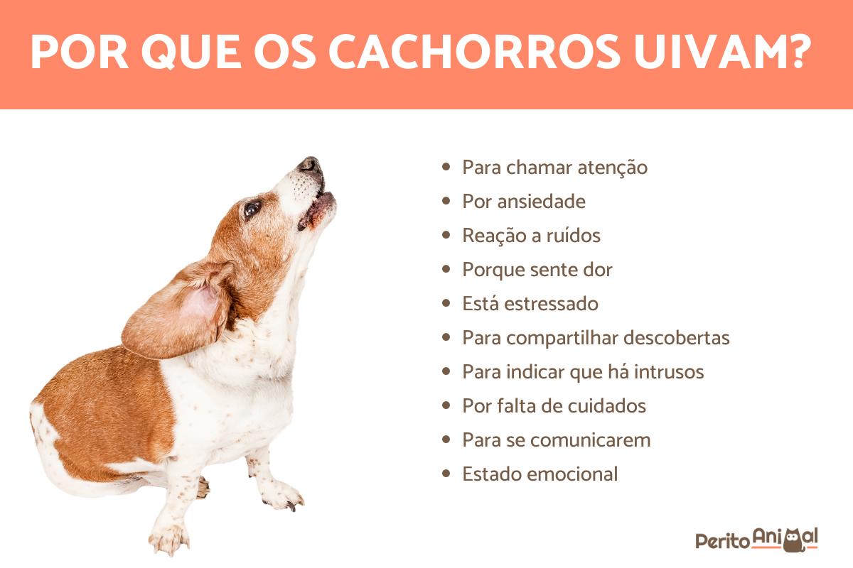 Por que os cachorros uivam?